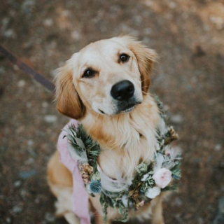 Colar de flores para cachorro no casamento