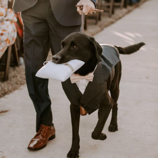 Cachorro carregando alianças de casamento